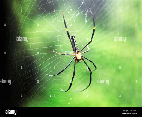 Golden Orb Weaver Spider Poisonous