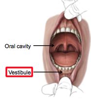 Anatomy Of Oral Cavity Tongue Palate And Teeth Flashcards Quizlet