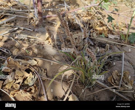 A View Of Psyllium Plant Isabgol Plant Growing From The Sandy Ground