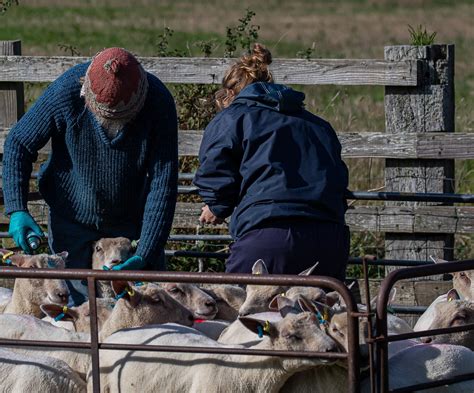 Farmers Weekly Sheep Farmer of the Year celebrates with vet partner