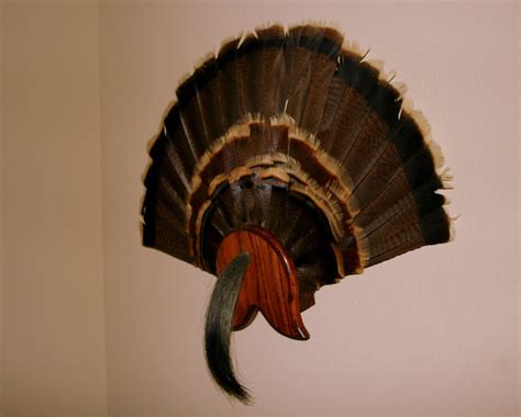 Rob S Hunting Journal Turkey Fan Beard Display Turkey Fan Fan Turkey