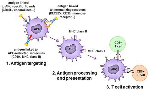 Antigen-presenting cells; Accessory Cells, Immunologic; Immunologic ...