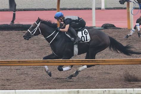 【プロキオンs】ハピ、スムーズに加速してラスト11秒7 大久保師「気持ち良く走っていた」｜競馬ニュース｜競馬予想のウマニティ