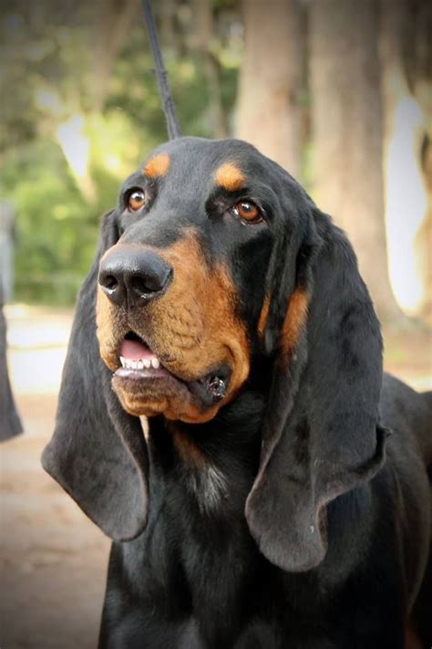 Pin On Black And Tan Coonhounds