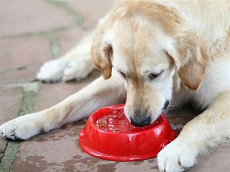 Can Dogs Have Ice Cubes? – American Kennel Club | Healthy pets, Pet ...