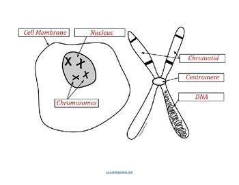 Chromosome Structure Labeling (KEY) by Biologycorner | TPT