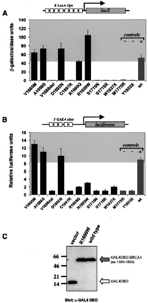 Transcriptional Activity Of BRCA1 Variants A Activity In Yeast