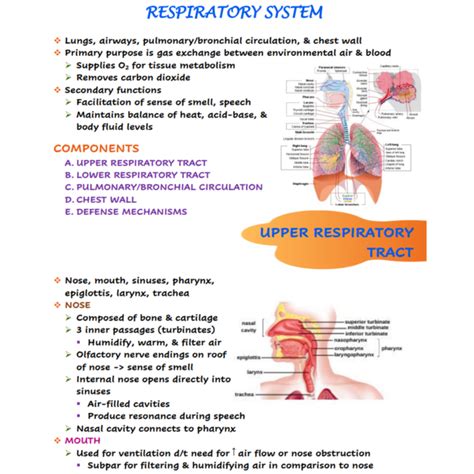 Respiratory System Nursing Notes - Scholarly Nurse