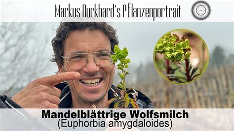 GEHEIMNISVOLLE Waldpflanze wunderbare MANDELBLÄTTRIGE WOLFSMILCH