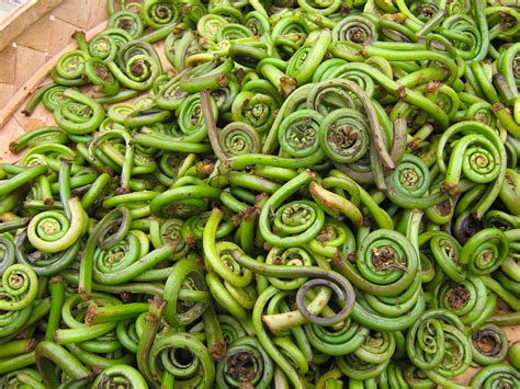 Alaska Magazine Fiddlehead Fern Recipe