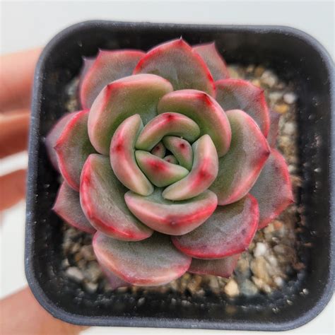 Echeveria Glam Pink Dk Succulents Korea Rare Korean Succulents