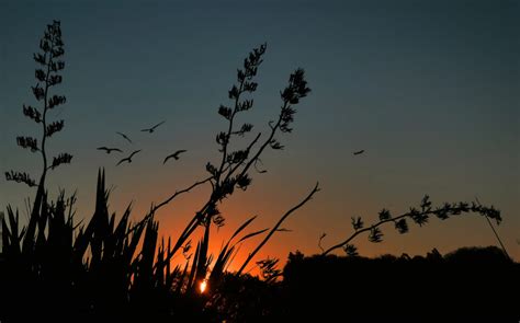 Birds Flying Sunset Royalty Free Photo