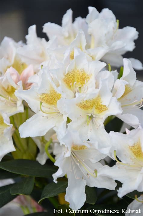 Rhododendron 'Cunningham"s White' Różanecznik