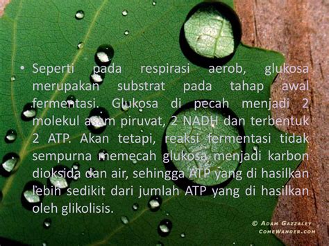 Hasil Akhir Proses Glikolisis 1 Molekul Glukosa Adalah 2