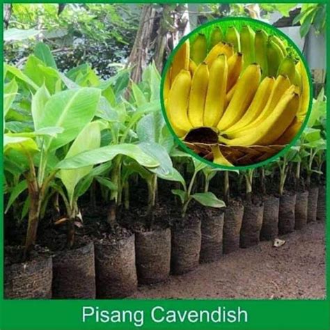 Jual Bibit Pisang Cavendish Kultur Jaringan Shopee Indonesia