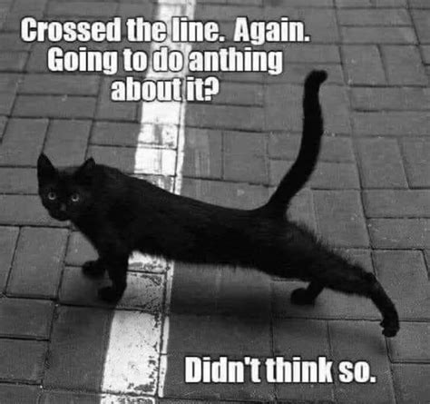 crazy cat memes     breath   laughing