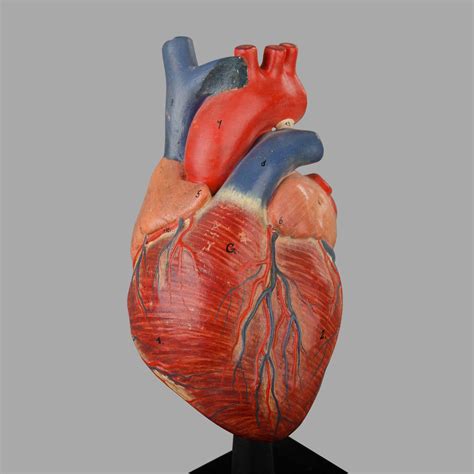 Heart Anatomical Chart