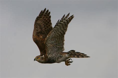 Goshawk - Accipiter gentilis - (Linnaeus, 1758)