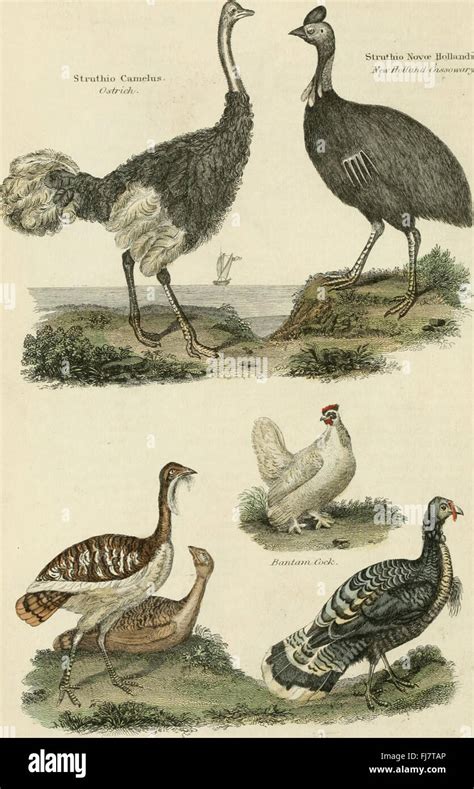 The London encyclopaedia, or Universal dictionary of science, art ...