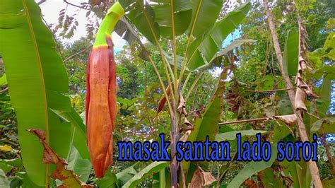 Jantung Pisang Masak Lemak Lado Soroi Youtube