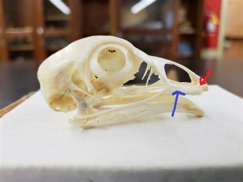 Chicken Anatomy Flashcards Quizlet