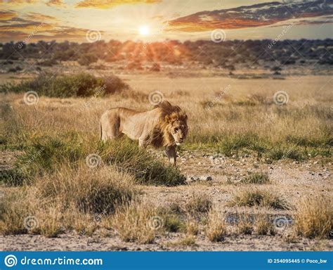 Young lion at sunset stock image. Image of park, majestic - 254095445