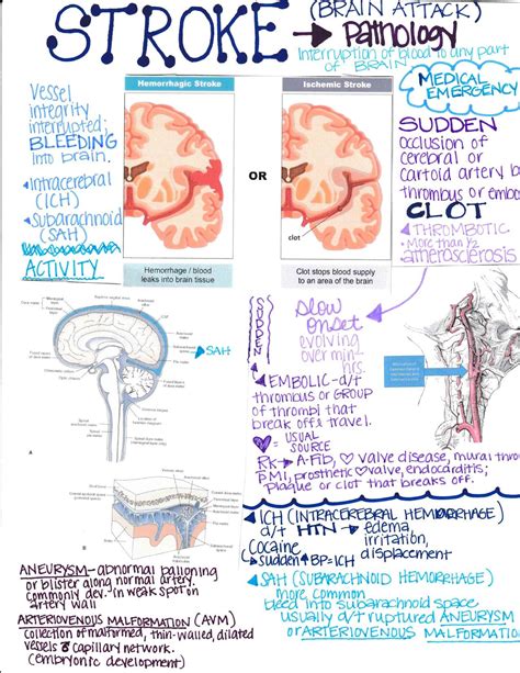 Cerebral Cortex Diagram Function Nursing Associate Degree Nu