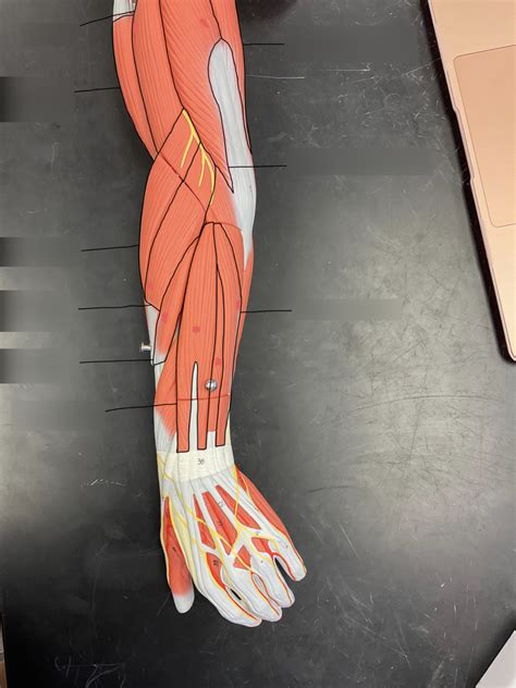 Hap Arm Muscle Lab Practical Diagram Quizlet