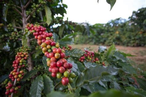 Café robusta se valoriza enquanto preço do arábica recua Revista