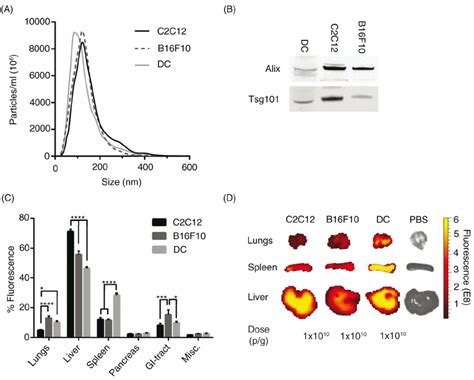 The Biodistribution Of Evs Differs Between Cell Sources A Particle