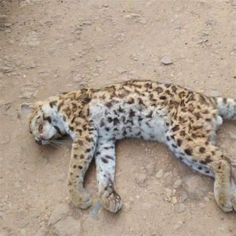 Gato Do Mato Pequeno Encontrado Morto Em Itapiranga