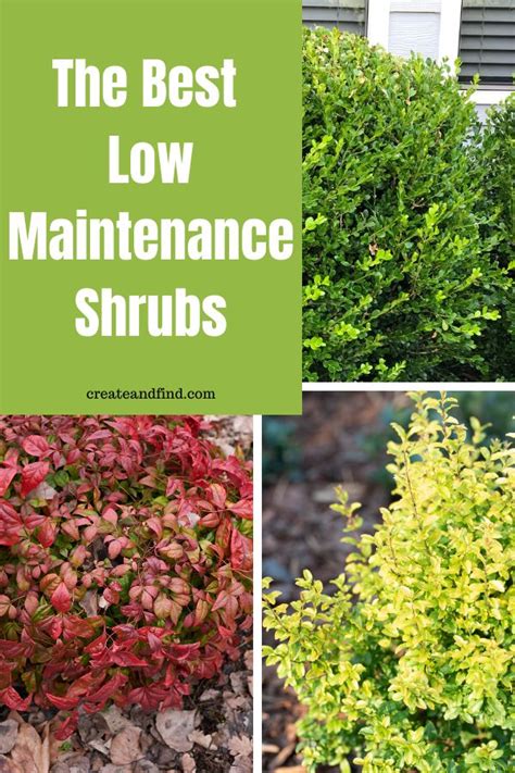 Low Maintenance Shrubs Perfect For The Front Of The House Easy Landscaping Front Yard Front