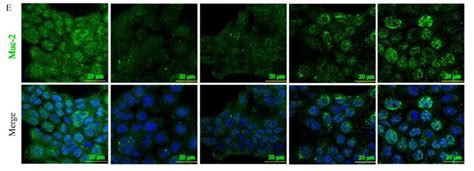 MUC2 Antibody Affinity Biosciences LTD 亲科生物官网