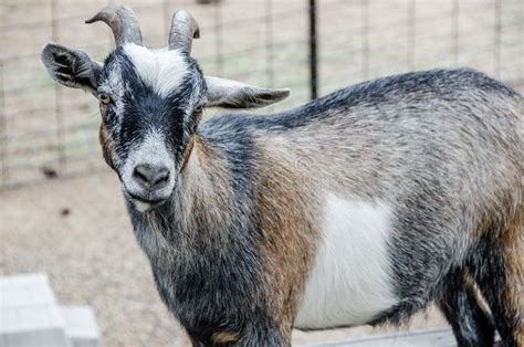 Baby goat stock photo. Image of mammal, agriculture, subspecies - 43548024