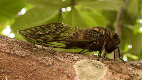 Mystery Of Cicadas Jet Pee Solved By Scientists Standing Under A Tree