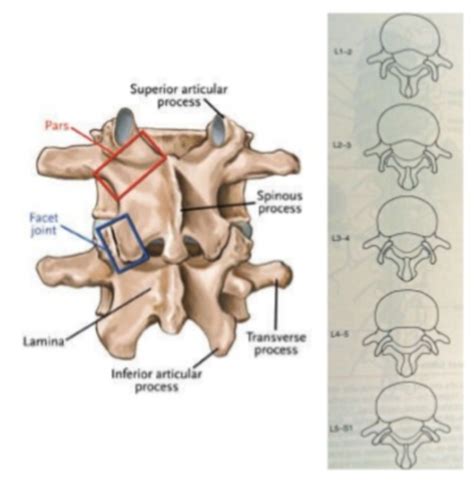 Lumbar Spine Flashcards Quizlet