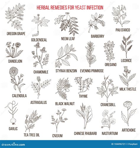 Best Herbal Remedies for Yeast Infection Stock Vector - Illustration of