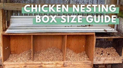 How Big Should A Chicken Nesting Box Be Eco Peanut