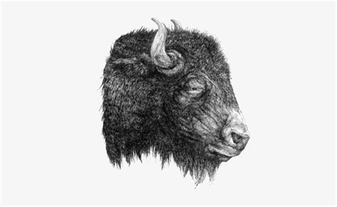 Yak PNG Black And White, Simple Black And White (41.28 Kb) Free PNG | HDPng