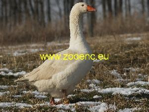 Goose Breeds - Poultry Breeds Encyclopedia