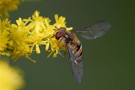 Schwebfliege Auf Goldrute Nd Forum F R Naturfotografen