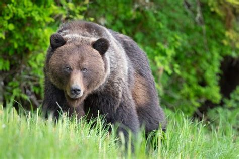 Are There Grizzly Bears in Rocky Mountain National Park?