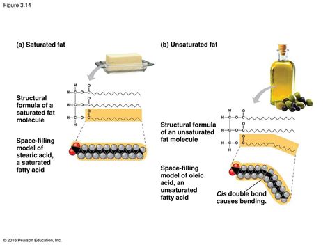 14+ Saturated Fat Diagram - HarvieMaxi