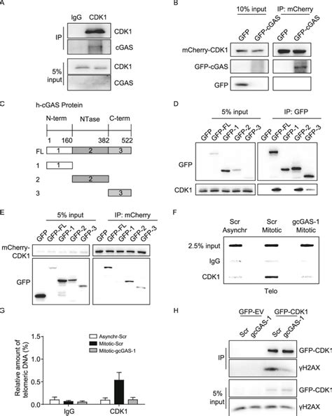 Cgas Interacts With Cdk1 A Co Ip Assay To Determine The Interaction Download Scientific