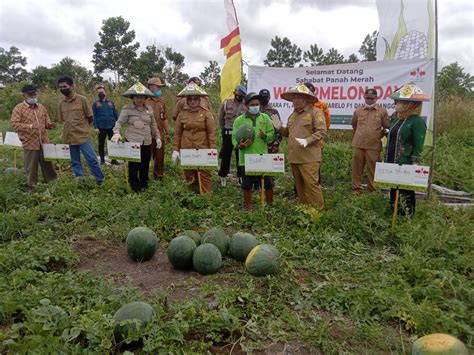 Kunjungan Bupati Kotim Dan Wakil Bupati Dalam Rangka Panen Buah