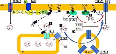 Frontiers Bradykinin Induced Sensitization Of Transient Receptor