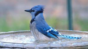 The Blue Jay Nest: Blue Jay Nesting Habits - Daily Birder