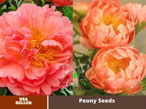 10 Rare Seeds Coral Sunset Peony Collection Seeds B026 Pemdasgarden