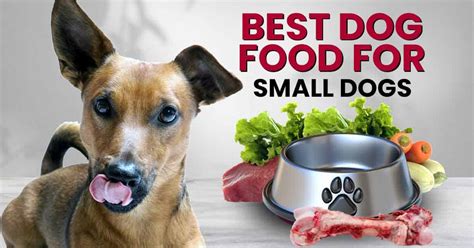 How To Choose The Best Dog Food For Small Dogs - Dogs Naturally