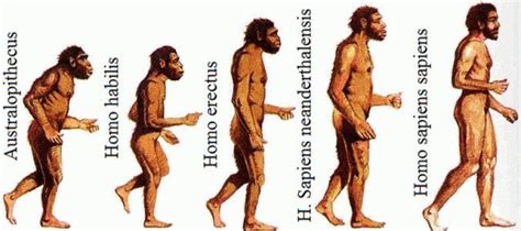 Evolución De Los Hominidos El Blog De Lormaster Hominidos Evolucion Del Hombre Ser Humano